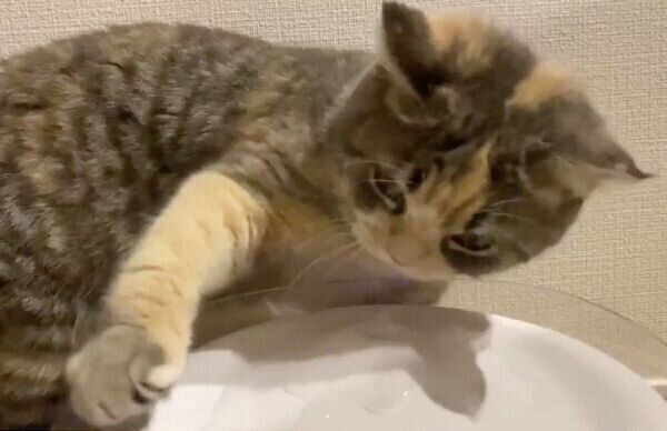 水遊びを始めたふうこちゃん