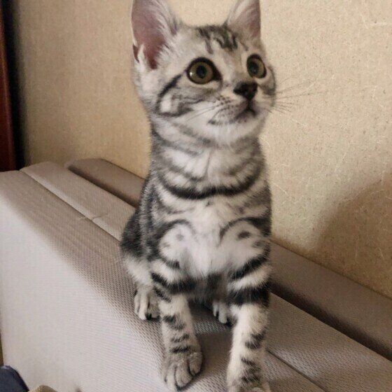 見上げるアメリカンショートヘア