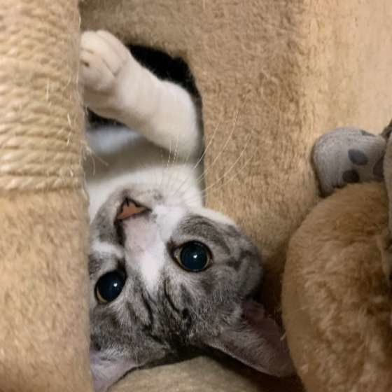 かわいい猫
