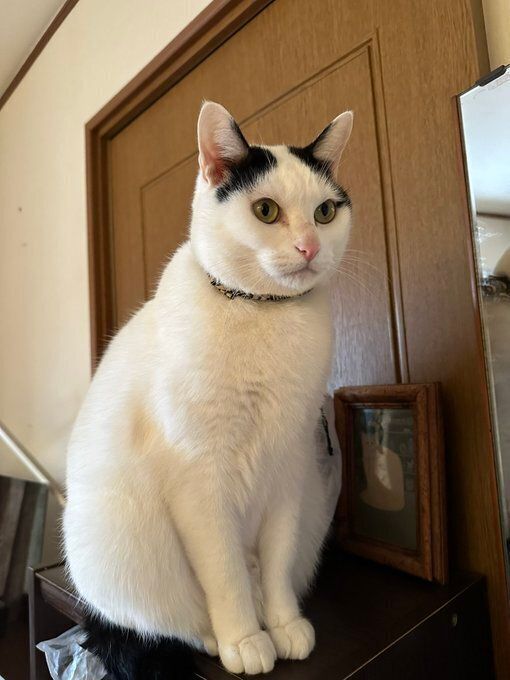 座っている猫
