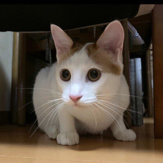 イスの下に隠れるキジトラ猫