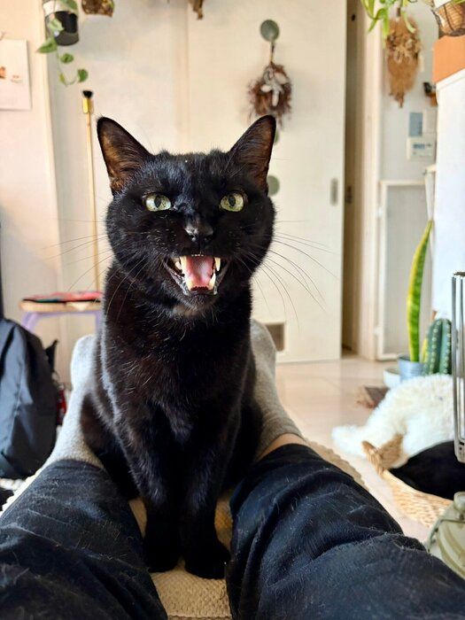 飼い主の足の間に座っている猫