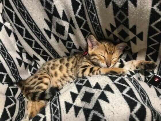ベンガル