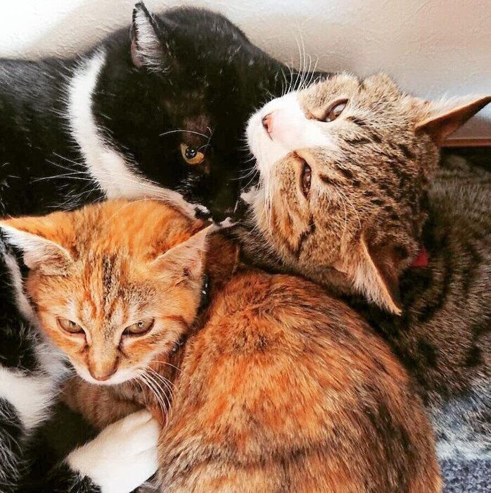 密着する猫たち