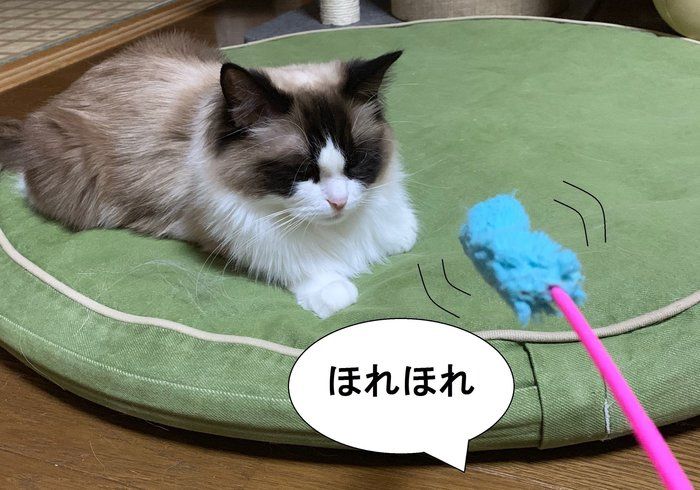 画像/ねこのきもち2019年8月号『猫よ、すんのかい せんのかい せーへんのかいっ!』