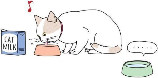 ミルクを飲む猫