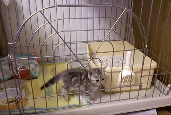 ケージの中の猫