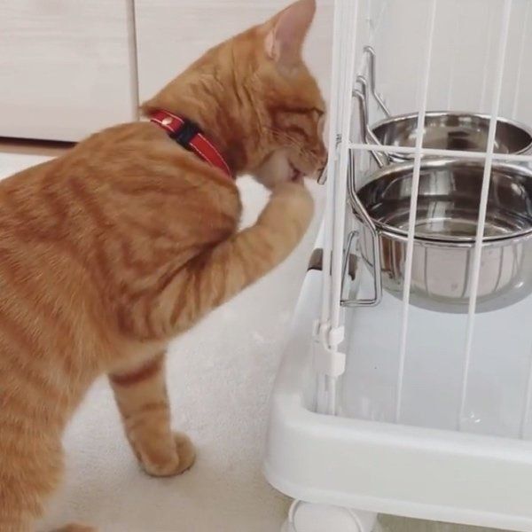 水を飲むきーすけちゃん
