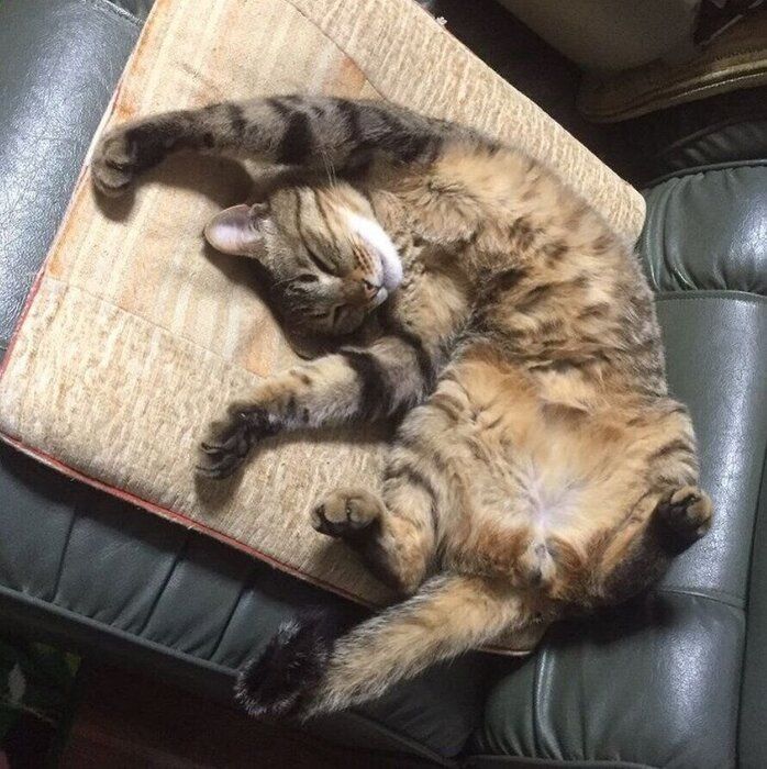 へそ天で眠る猫(オス)