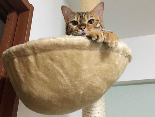 見つめる猫