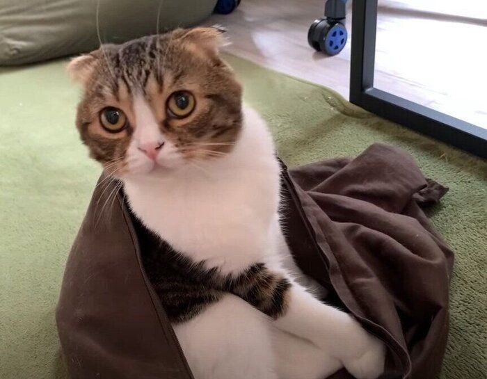 枕カバーと猫