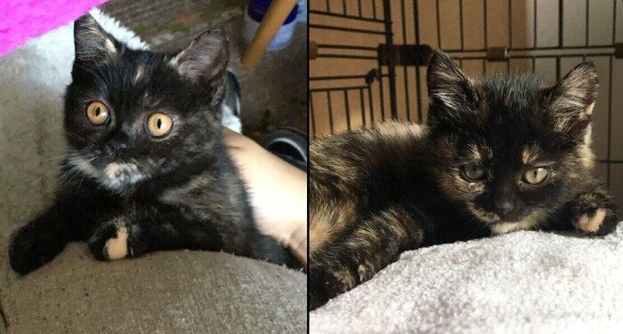 子猫時代のよもぎちゃん、めいちゃん