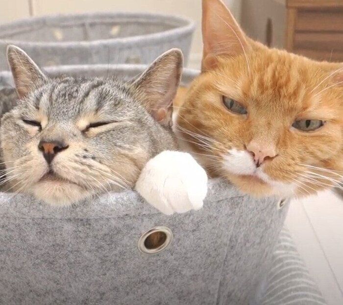 くっつく猫