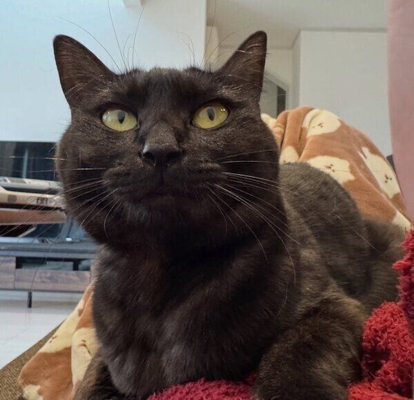 飼い主さんの上に乗るみかんちゃん