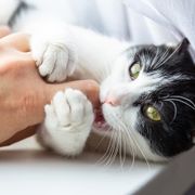 噛むに関する記事一覧 ねこのきもちweb Magazine 噛むに関する記事一覧 ねこのきもちweb Magazine
