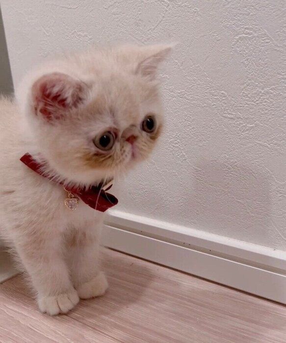 生後約2カ月のエキゾチックショートヘアの子猫