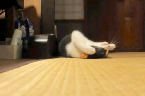 独特なボール遊びをする猫