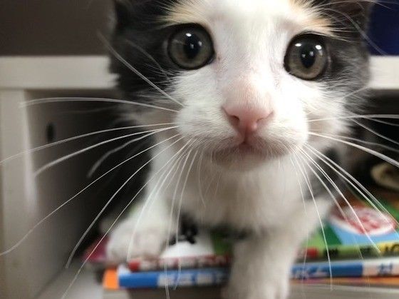 見つめる猫