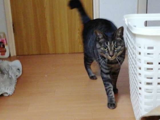 歩く猫