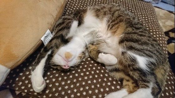 眠る猫