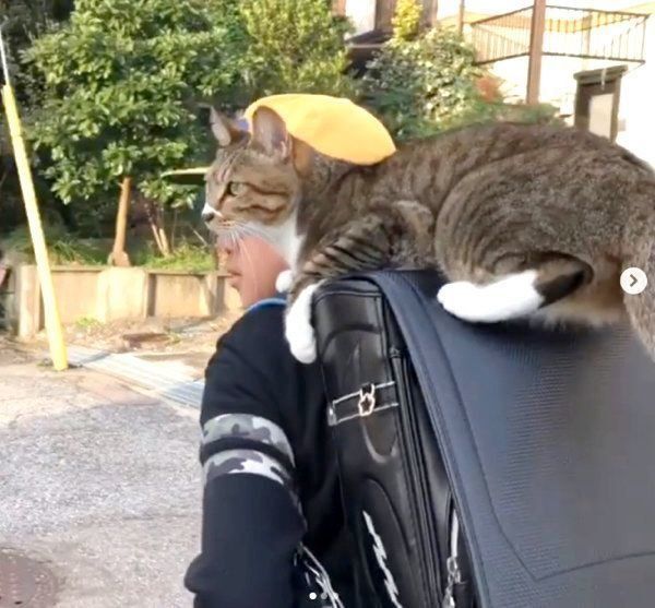 お兄ちゃんのランドセルに乗るミーちゃん