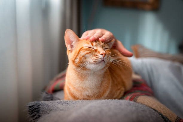 ソファの上の猫
