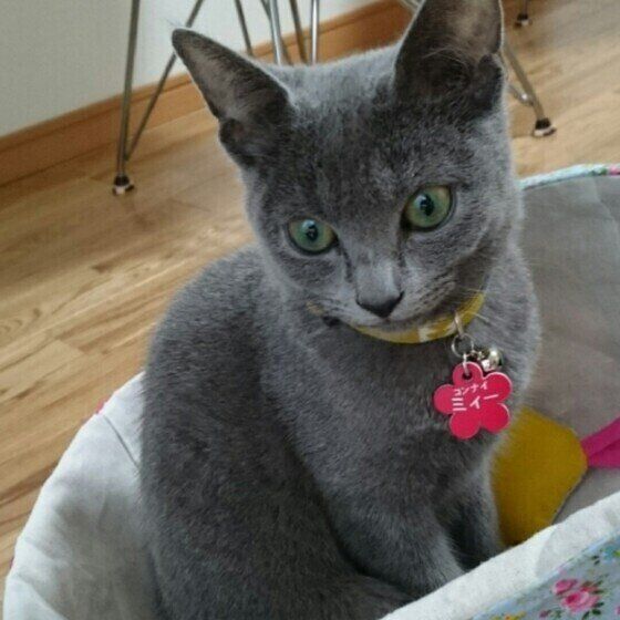 ロシアンブルー みぃちゃん 迷子札