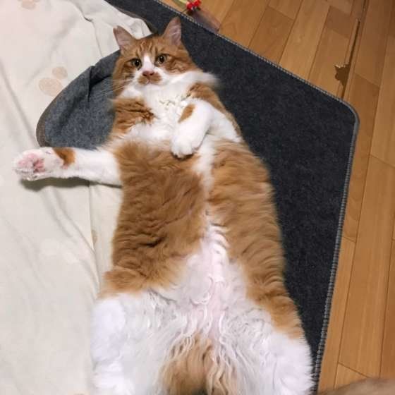ヘソ天する猫