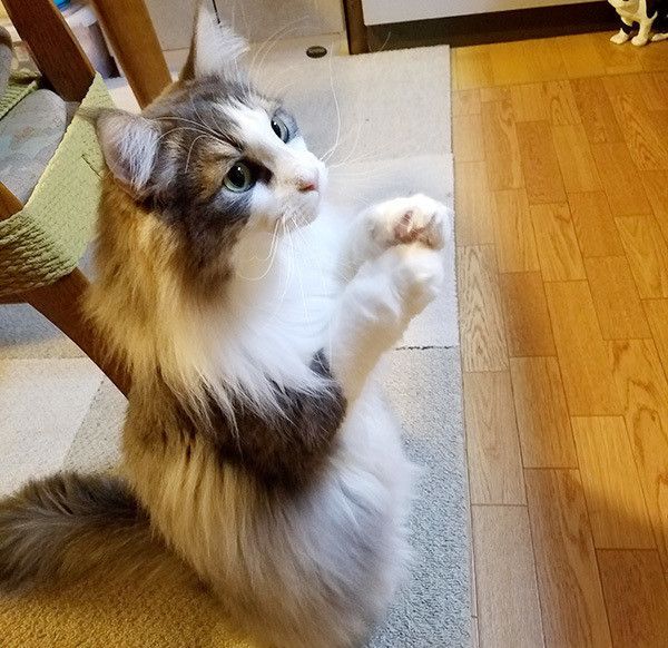 お祈りする猫