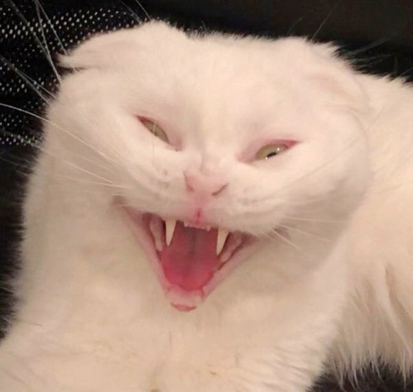 鬼の形相になるむくちゃん