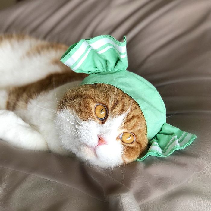 ミント