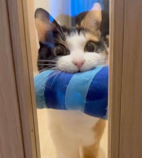 青エビを運ぶなっちゃん