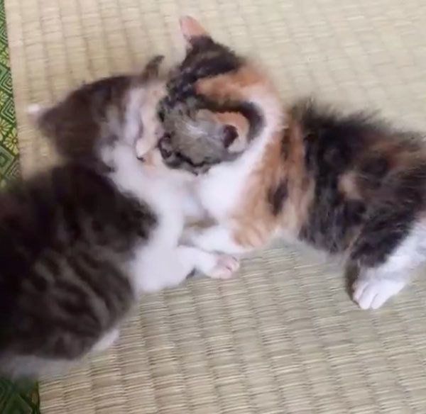 じゃれ合うアンコちゃんとキナコちゃん