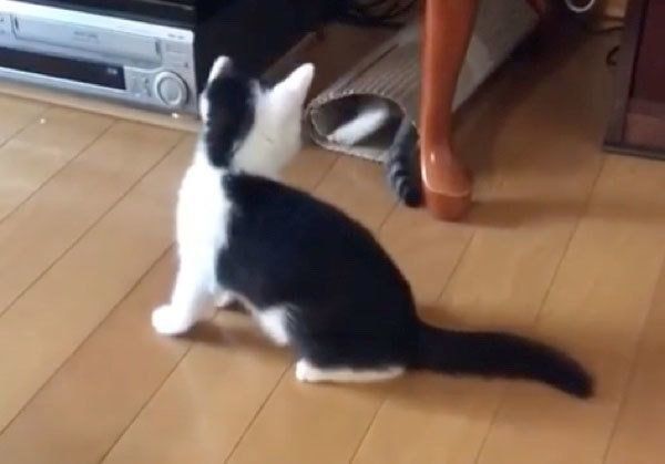 筒に入って遊ぶ猫