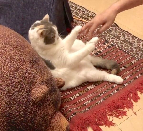 飼い主さんとぬるい戦いを繰り広げるねね子ちゃん