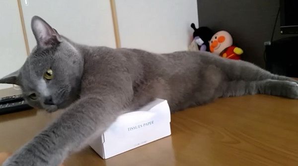 怒る猫
