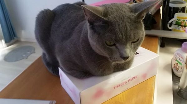 箱に座る猫