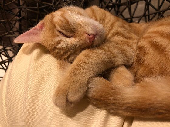 眠る猫