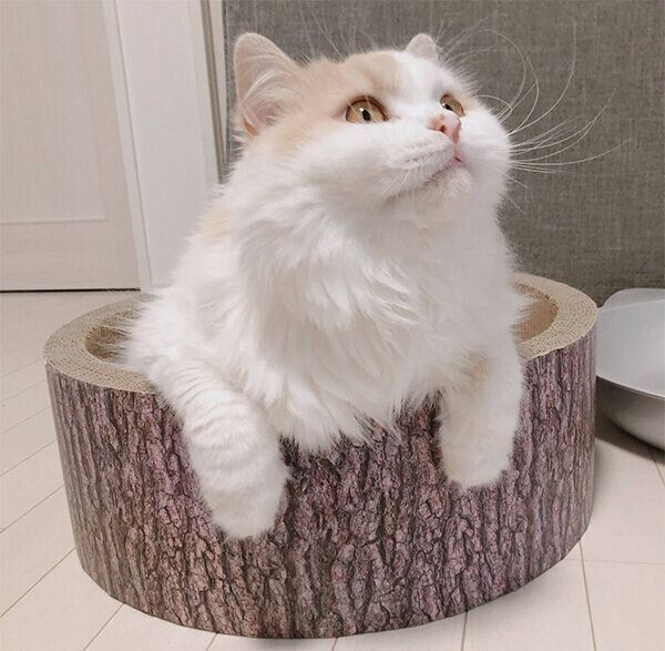 見つめるアポロくん
