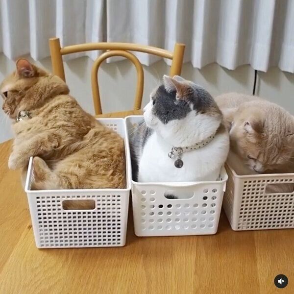 ケースの中に入るマンチカン3姉妹