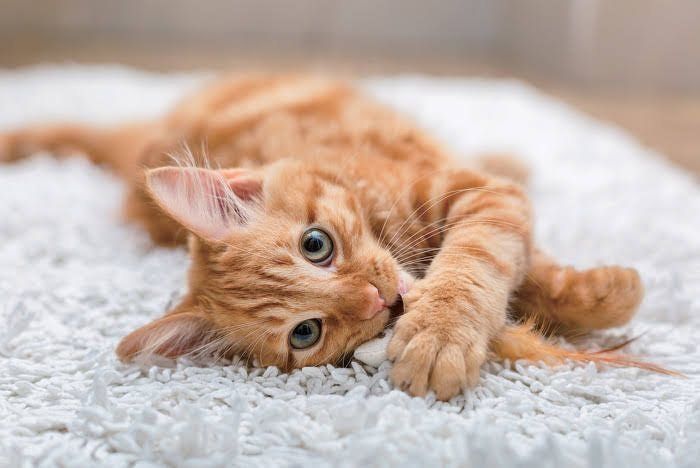 遊んでいる猫