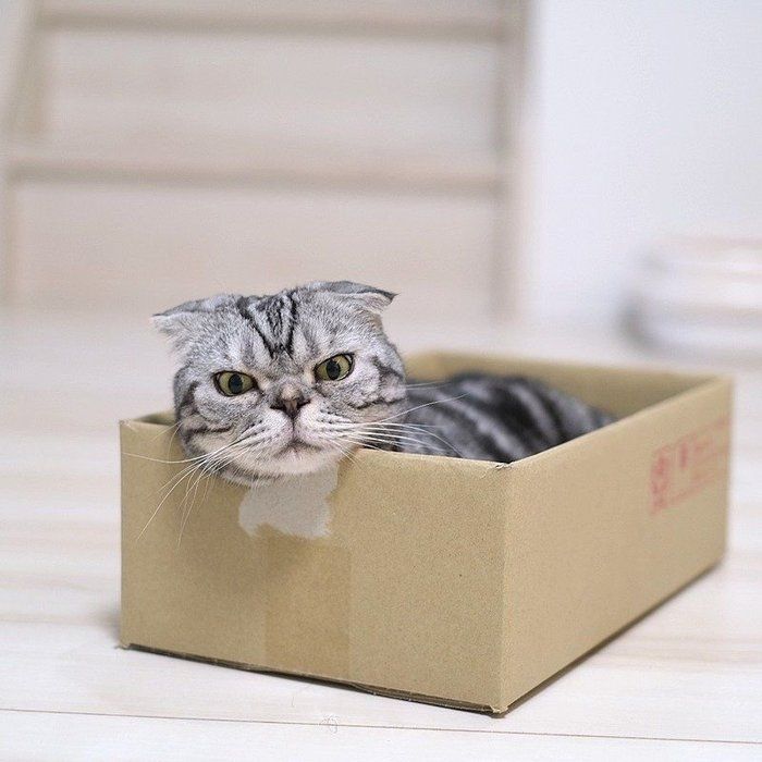 @tacos_cat