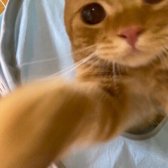 猫パンチするスコティッシュフォールド