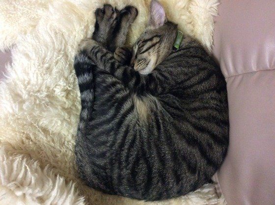 ぐっすり眠るキジトラ