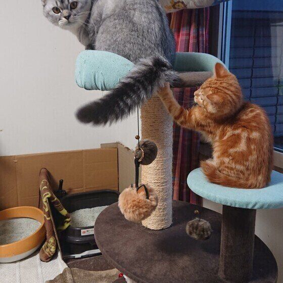 しっぽで遊ぶ猫
