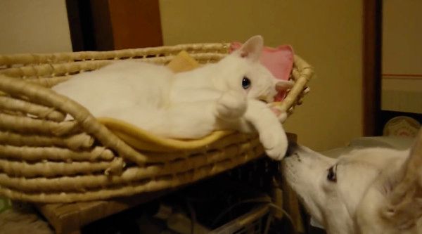 眠る猫