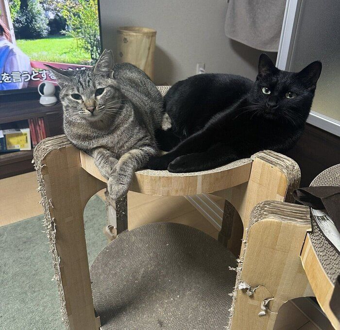 《写真左から》はるちゃん、姉猫・キキちゃん。
