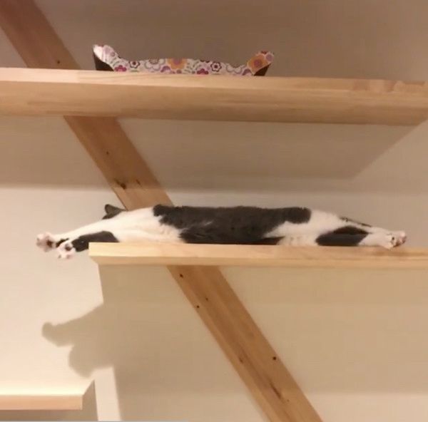 直立伸びする猫