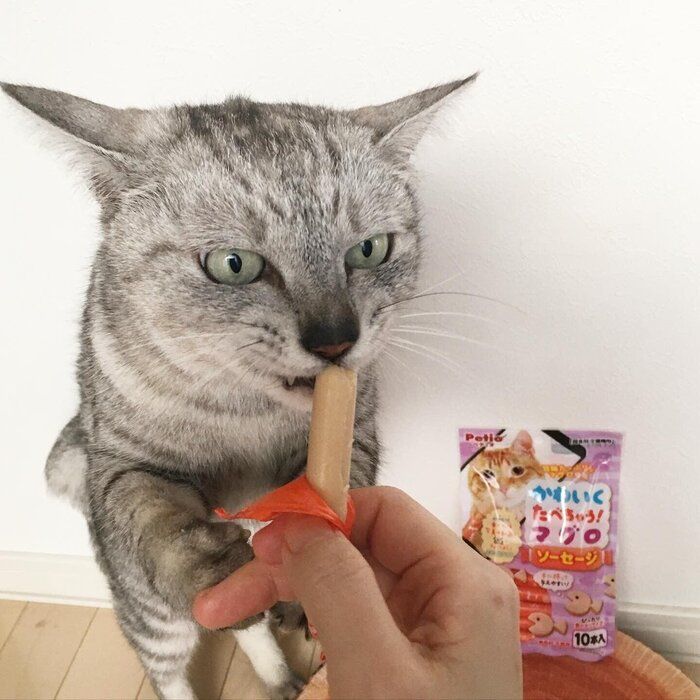 サバトラ