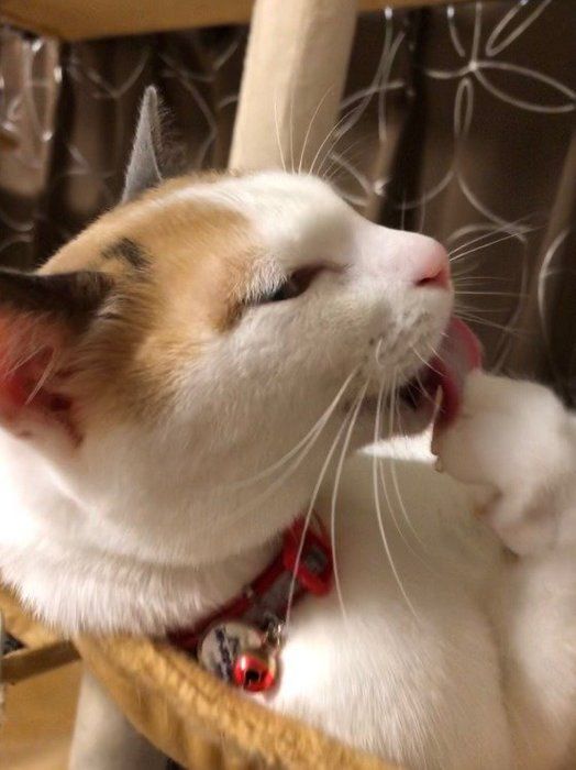 ミケ